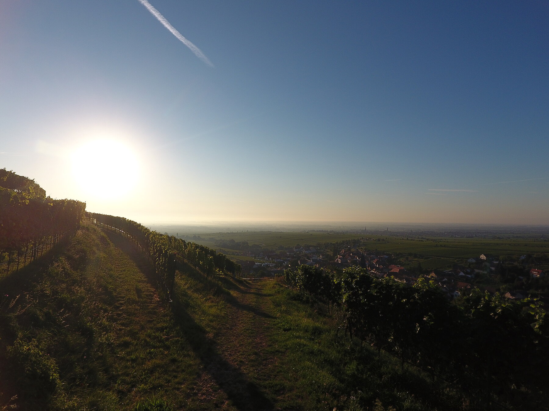 Sonnenaufgang in den Weinbergen